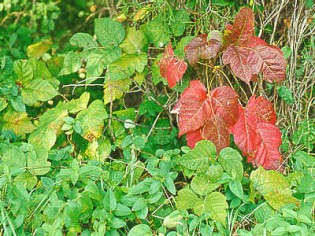 does long last poison ivy popular posts